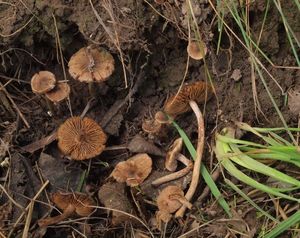 Vláknice plsťovitá - Inocybe lacera