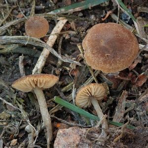 Kržatka hnědoolivová tenkonohá - Simocybe filopes (Romagn.) Consiglio & Vizzini 2015