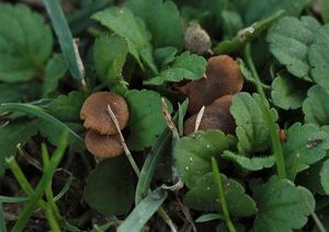 Kržatka hnědoolivová tenkonohá - Simocybe filopes (Romagn.) Consiglio & Vizzini 2015