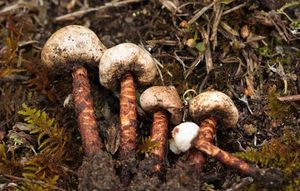 Palečka Winterhoffova - Tulostoma winterhoffii H. Schub. & P. Specht 2013