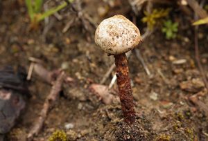 Palečka Winterhoffova - Tulostoma winterhoffii H. Schub. & P. Specht 2013