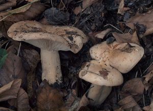 Ryzec bledý - Lactarius pallidus Pers.