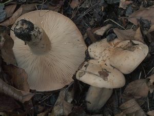 Ryzec bledý - Lactarius pallidus Pers.