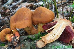 Pavučinec ohňobarvý - Cortinarius fervidus P.D.Orton 1964