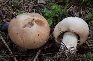 Slzivka zatvrdlá - Hebeloma laterinum (Batsch) Vesterh. 2005