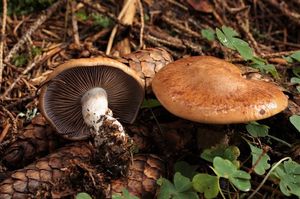 Pavučinec smrčinný - Cortinarius spadicellus (M.M. Moser) Brandrud 1997