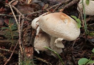 Křehutka hlava Medusina - Psathyrella caput-medusae (Fr.) Konrad & Maubl. 1949