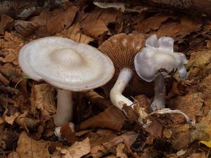 Pavučinec bělofialový - Cortinarius alboviolaceus (Pers.) Fr. 1838