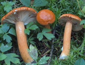 Ryzec přejemný - Lactarius aurantiacus (Pers.) Gray 1821