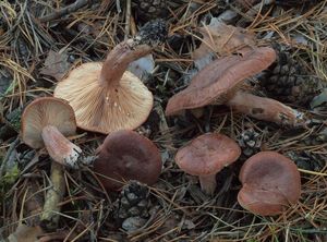 Ryzec ryšavý - Lactarius rufus (Scorp.: Fr.) Fr.