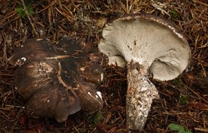 Hrbolatka černobílá - Boletopsis leucomelanea (Pers.) Fayod