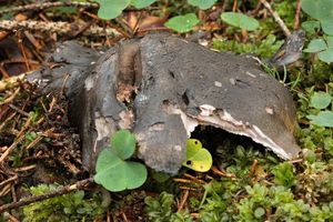 Hrbolatka černobílá - Boletopsis leucomelanea (Pers.) Fayod