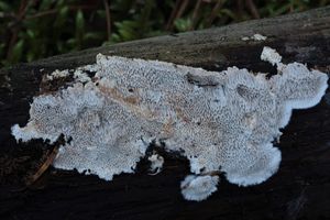 Pórnatka popelavá - Cinereomyces lindbladii (Berk.) Jülich