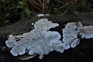 Pórnatka popelavá - Cinereomyces lindbladii (Berk.) Jülich