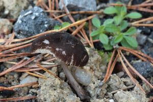 Štítovka vločkatá - Pluteus podospileus f. podospielus