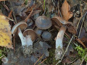 Pavučinec červenokaštanový - Cortinarius vernus H. Lindstr. & Melot 1994