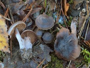 Pavučinec červenokaštanový - Cortinarius vernus H. Lindstr. & Melot 1994