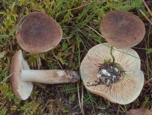 Čirůvka střechovitá - Tricholoma imbricatum (Fr.:Fr.) Kumm