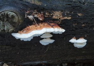 Bělochoroš křehký - Oligoporus fragilis (Fr.) Gilb.& Ryvarden