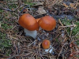 Pavučinec meruňkový - Cortinarius (Telamonia) armeniacus Fr.