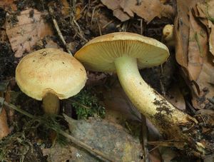 Čirůvka sálající - Tricholoma aestuans (Fr.) Gillet