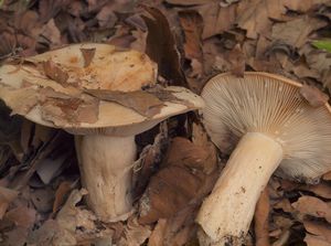 Ryzec bledý - Lactarius pallidus Pers.