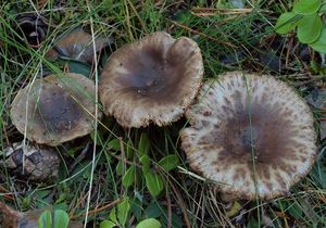 Holubinka sesterská - Russula sororia Fr. 1838