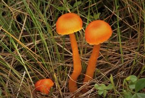 Voskovka Reidova - Hygrocybe reidii Kuhner