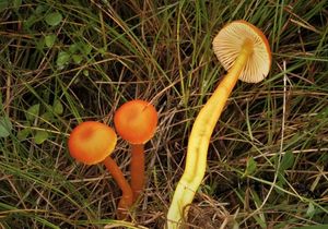 Voskovka Reidova - Hygrocybe reidii Kuhner