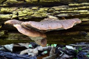 Houžovec medvědí - Lentinellus  ursinus