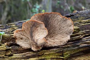 Houžovec medvědí - Lentinellus  ursinus