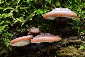 Houžovec medvědí - Lentinellus  ursinus