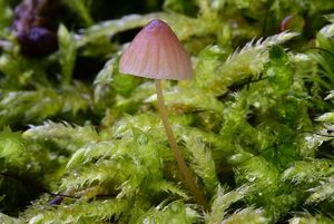 Helmovka kuželovitá - Mycena metata (Secr. ex Fr.) P. Kumm. 1871