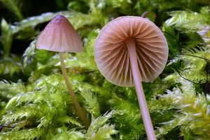 Helmovka kuželovitá - Mycena metata (Secr. ex Fr.) P. Kumm. 1871