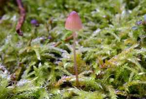 Helmovka kuželovitá - Mycena metata (Secr. ex Fr.) P. Kumm. 1871