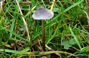 Helmovka šedolupenná - Mycena aetites (Fr.) Quél. 1872