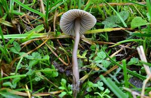 Helmovka šedolupenná - Mycena aetites (Fr.) Quél. 1872