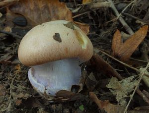 Pavučinec fialovolemý - Cortinarius arcuatorum Rob. Henry