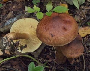 Čirůvka plavohnědá - Tricholoma fulvum (DC.) Bigeard & H. Guill. 1909