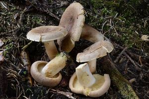 Ryzec hnědý - Lactarius helvus (Fr.) Fr.