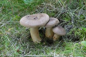 Ryzec hnědý - Lactarius helvus (Fr.) Fr.