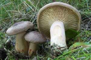 Ryzec hnědý - Lactarius helvus (Fr.) Fr.