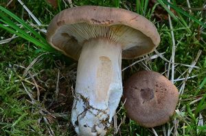 Ryzec hnědý - Lactarius helvus (Fr.) Fr.