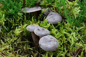 Ryzec libovonný - Lactarius mammosus ( Weinm. ) Fr.