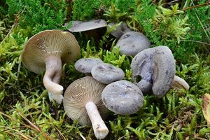 Ryzec libovonný - Lactarius mammosus ( Weinm. ) Fr.