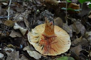 Ryzec osmahlý - Lactarius quieticolor