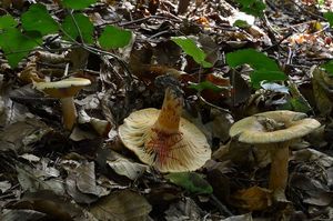 Ryzec osmahlý - Lactarius quieticolor