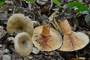 Ryzec osmahlý - Lactarius quieticolor