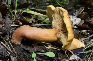 Ryzec žlutohnědý - Lactarius fulvissimus Romagn.