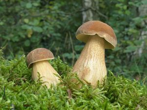 Kozák dubový - Leccinellum crocipodium (Letell.) Della Maggiora & Trassinelli 2014
